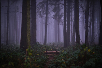 Woodland in fog.