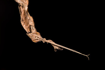 Ghost mantis (Phyllocrania paradoxa).