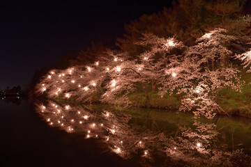 高田公園の夜桜