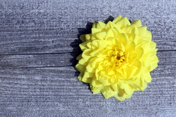 Yellow dahlia bud lies on an old wooden background with place for text