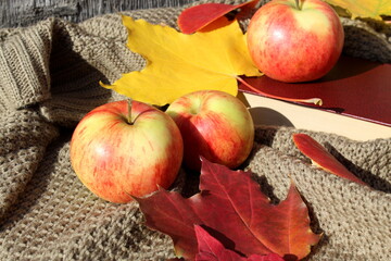  Autumn background with apples on a blanket in the sun