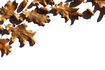Background of brown dry oak leaves with acorns