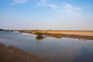 Fototapeta na wymiar Wetland against the blue sky.