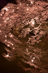 高田公園の夜桜