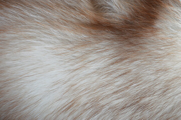 the fur of a Fox. the texture of the animal's fur. background for the design.