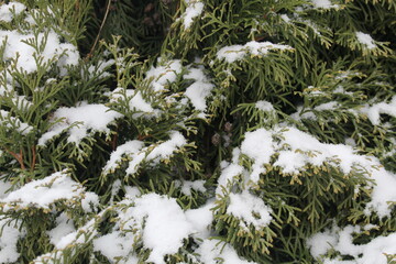 Green coniferous tree covered with white snow