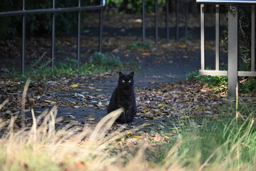 Obraz premium 公園で生きる黒猫