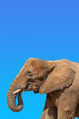 Cover page with portrait of huge and powerful African elephant with tusks at blue sky gradient background with copy space for text, closeup, details.