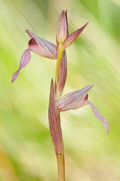 Tongue-orchid (Serapias lingua)