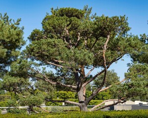 Beautiful bonsai pine (Pinus mugo or mountain pine) with lush needles against blue autumn sky. Public landscape city park Krasnodar or Galitsky park. Resting place for townspeople and tourists.