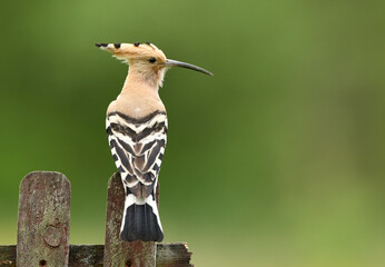 Eurasian hoopoe bird close up ( Upupa epops )