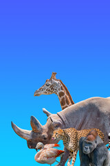 Cover page with most vulnerable wildlife animals in Africa, rhino, cheetah, gorilla, giraffe and flamingo at blue sky gradient background with copy space for text, closeup, details.