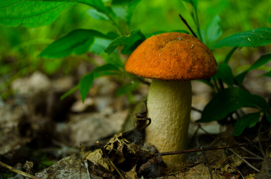 Orange Cap Boletus