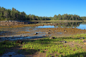 Coast of White Sea on the Sosnovaya Bay of Bolshoy Solovetsky Island during the low tide, Solovetsky archipelago, Russia