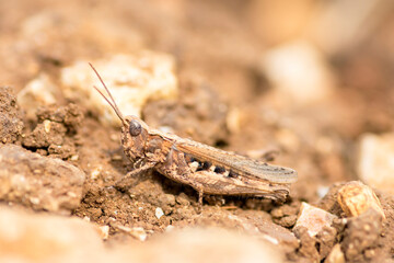 Brown Common Field Grasshopper, Chorthippus brunneus
