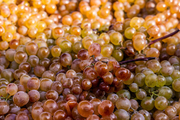 Grapes background. Golden ripe grape bunches background. Rkatsiteli grape harvest in sunlight. A lot of ripe grapes. Kakheti, Georgia.