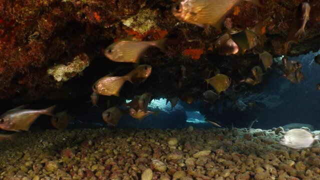 cave underwater with fish in in cave ocean scenery school of fish hiding mediterranean ocean scenery pempheris