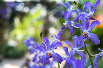 Fototapeta na wymiar blue orchid flowers in the garden