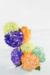 Hydrangea (hortensias); Arrangement of beautiful and colorful hydrangeas.