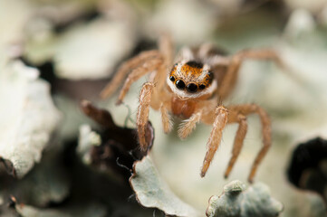 Jumping spider (Phlegra bresnieri), Italy.
