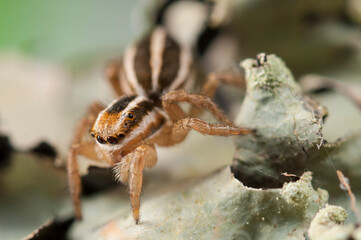 Jumping spider (Phlegra bresnieri), Italy.
