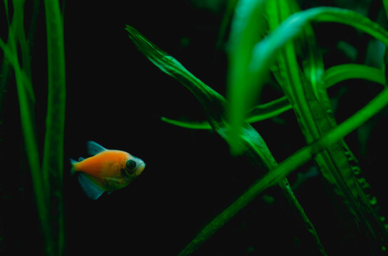 glowfish in aquarium