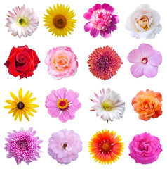 Macro photo of flowers set: rose, 
sunflower, peony, zinnia, cirsium, bristly rose, common mallow, grysanthemum  on a white isolated background