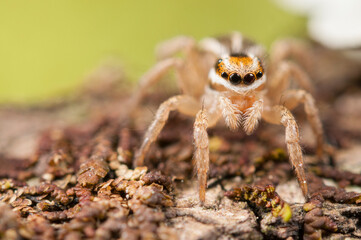 Jumping spider (Phlegra bresnieri), Italy.

