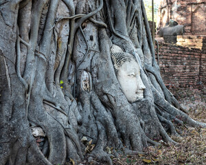 Fototapeta na wymiar Buddha's head trapped among the roots of a Bodhi tree. Big head made of white stone, profile picture, serene face. Archeological site Wat Maha That, Ayutthaya, Thailand, Asia. UNESCO World heritage