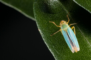 Green leafhopper (Cicadella viridis)