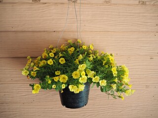 Yellow flowers are hanging near to the wall