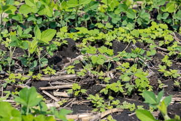 Ivy-leaf morning glory vine weed growing in rows of soybean field. Concept of agricultural weed...