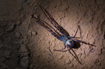 European cave spider (Meta menardi) with UV light in a cave in the Apennine mountains, Italy.