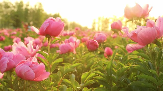 Closeup, blooming pink peonies in garden in morning sunshine, bright background