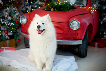 A large white fluffy Samoyed sits on a white fleece blanket in New Year's decorations against the...