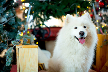A large white fluffy Samoyed sits in the back of a red car in New Year's decorations against the...