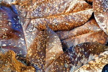 Brązowe liście gruszy o pięknym, ciekawym deseniu