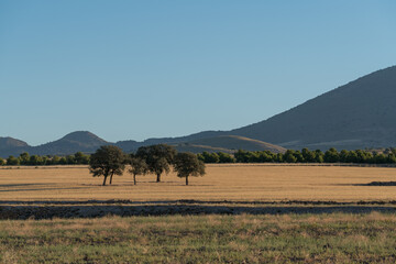 holm oaks on a cereal field