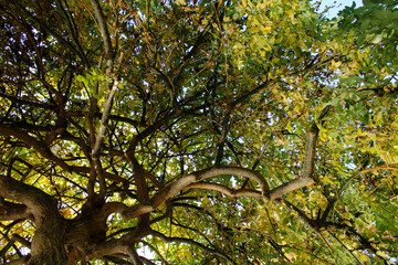 Fototapeta premium nature park and dogs barking in autumn 