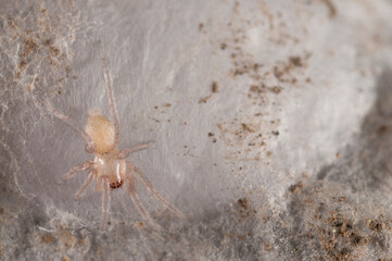 Ground spider (Drassodes sp.) juvenile near cocoon