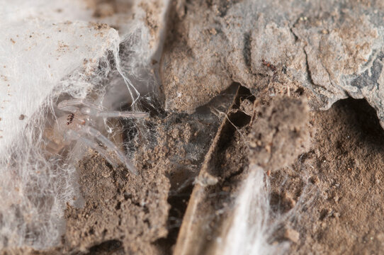 Ground spider (Drassodes sp.) juvenile near cocoon