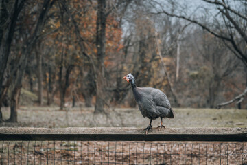 Pleasant Pheasant