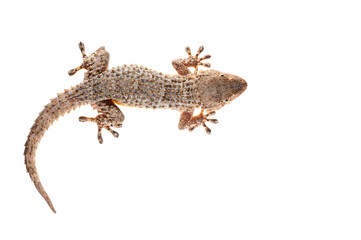 Naklejka premium Common wall gecko (Tarentola mauritanica) on white background, Italy.