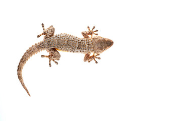 Common wall gecko (Tarentola mauritanica) on white background, Italy.