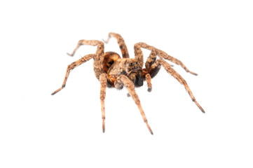Wolf spider (Alopecosa inquilina) on white background, Italy.