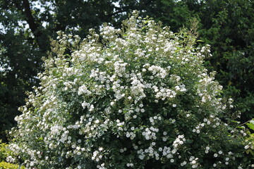 rosa guirlande d'amour in bloom