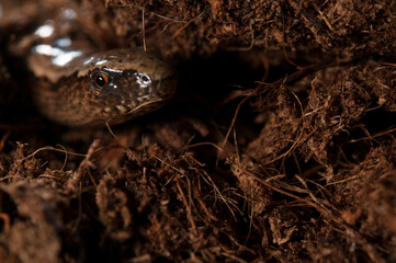 Blindworm (Anguis veronensis), Apennines, Italy
