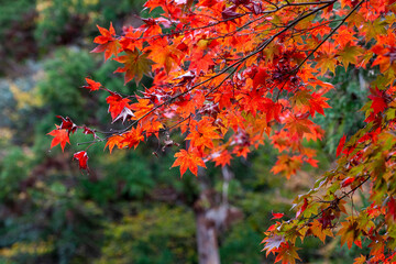 秋の紅葉