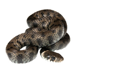 Barred grass snake (Natrix helvetica) on white background, Italy.