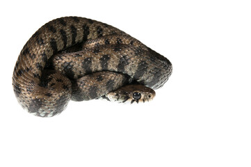 Barred grass snake (Natrix helvetica) on white background, Italy.
